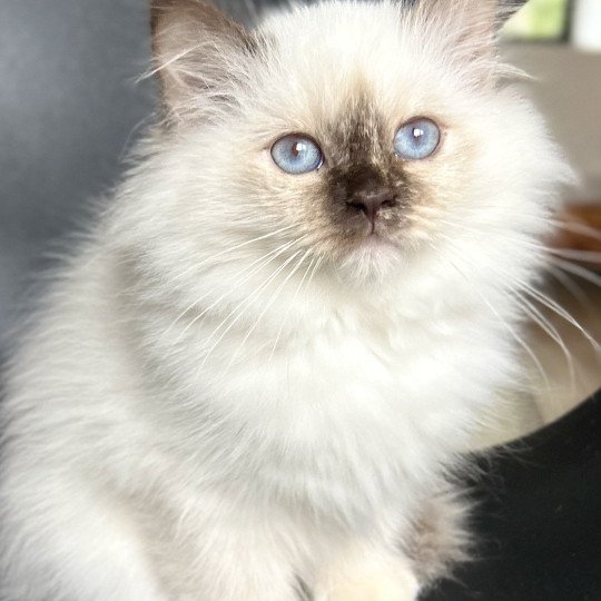 Broadview's Ailina Femelle Sacré de Birmanie