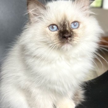 Broadview's Ailina Femelle Sacré de Birmanie