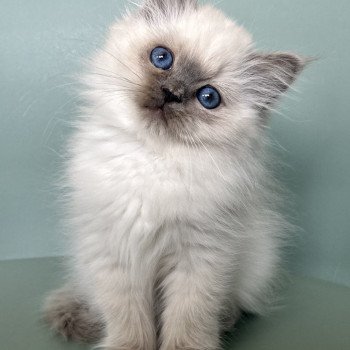 Broadview's Aerendil Mâle Sacré de Birmanie