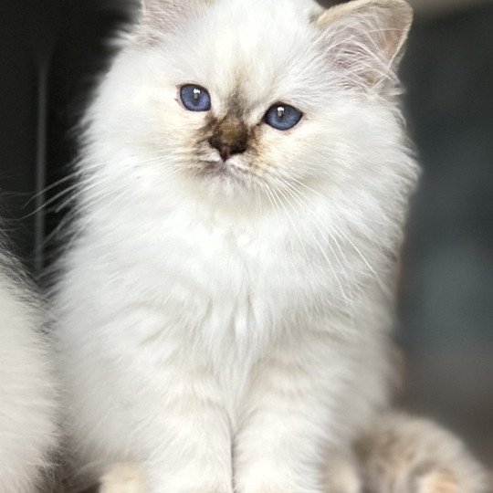 Broadview's Arwen Femelle Sacré de Birmanie