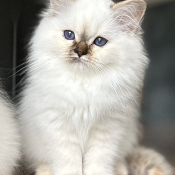 Broadview's Arwen Femelle Sacré de Birmanie