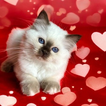 Broadview's Amarena Femelle Sacré de Birmanie