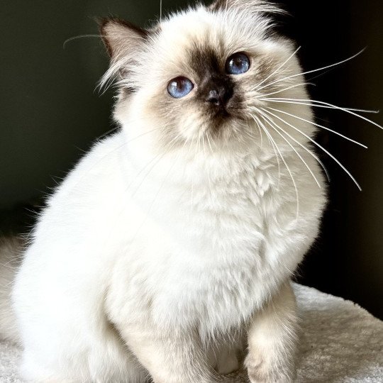 chaton Sacré de Birmanie chocolate point Amarena Chatterie Broadview's chocolate point