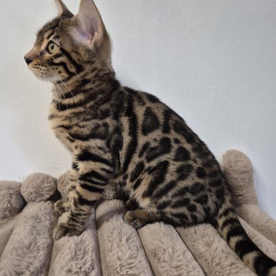 Baron Diouz Ti Ar Steredenn Mâle Bengal