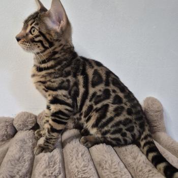 Baron Diouz Ti Ar Steredenn Mâle Bengal