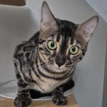 Uline Diouz ti ar Steredenn Diouz Ti Ar Steredenn Femelle Bengal