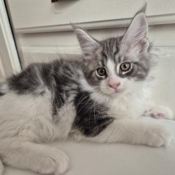 bleiz Diouz Ti Ar Steredenn Mâle Maine coon