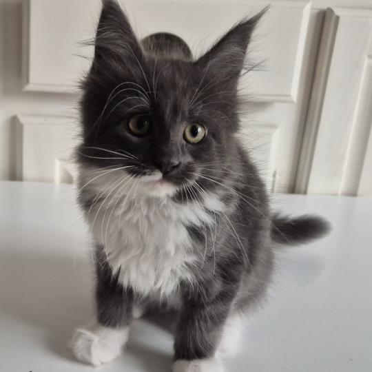 bluebell Diouz Ti Ar Steredenn Femelle Maine coon