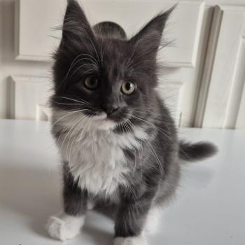 bluebell Diouz Ti Ar Steredenn Femelle Maine coon