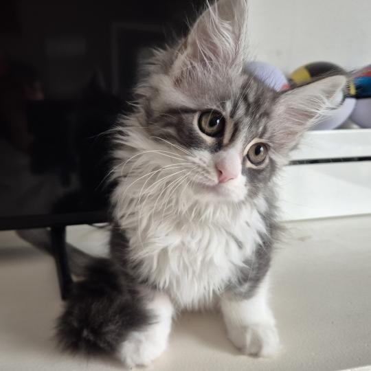 boreale Diouz Ti Ar Steredenn Femelle Maine coon
