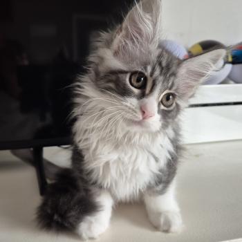 boreale Diouz Ti Ar Steredenn Femelle Maine coon
