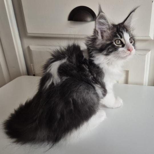 Bowie Diouz Ti Ar Steredenn Mâle Maine coon