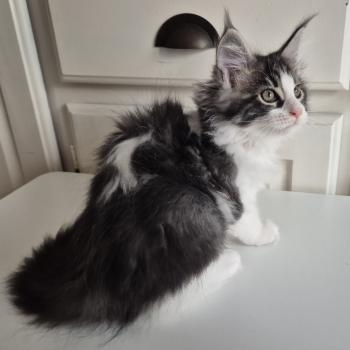 Bowie Diouz Ti Ar Steredenn Mâle Maine coon