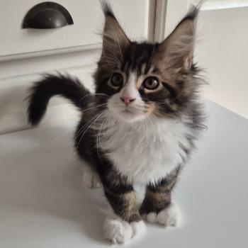 Breizh Diouz Ti Ar Steredenn Mâle Maine coon polydactyle