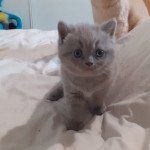 Urus Khan d'Ellan Vannin Mâle British Shorthair Urus Khan d'Ellan Vannin Mâle British Shorthair