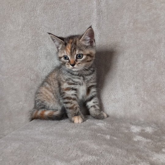 chaton Manx brown tortie mackerel tabby Abysse Khan Chatterie les Khans d'Ellan Vannin brown tortie mackerel tabby
