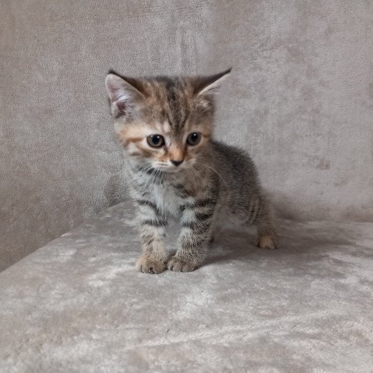 chaton Manx brown tortie mackerel tabby Ancolie Khan Chatterie les Khans d'Ellan Vannin brown tortie mackerel tabby