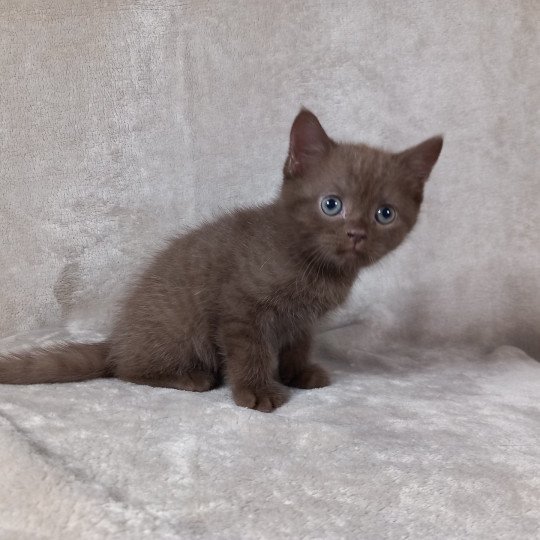 chaton Manx chocolate Arren Khan Chatterie les Khans d'Ellan Vannin chocolate 