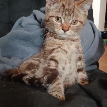 Borvo Khan d'Ellan Vannin Mâle Manx