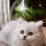 1er chaton (Portée Tina du Lauragais ❤ Siam du Lauragais 2023) - Mâle  Mâle British Longhair