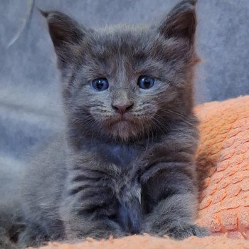 Atlas Du Lauragais Mâle Maine coon