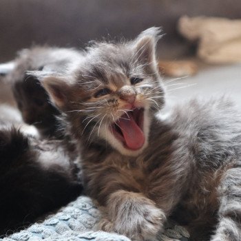 Alba Du Lauragais Femelle Maine coon