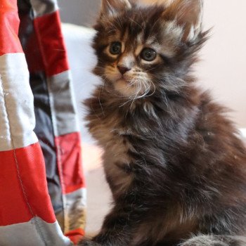 Arkane Du Lauragais Femelle Maine coon