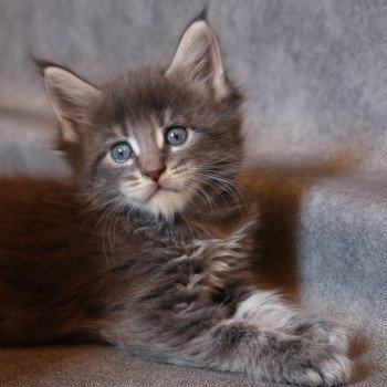 Ariel Du Lauragais Femelle Maine coon