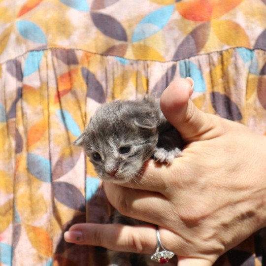 chaton Maine coon Chatons du Lauragais  
