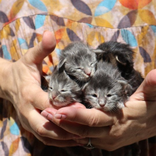 chaton Maine coon Chatons du Lauragais  