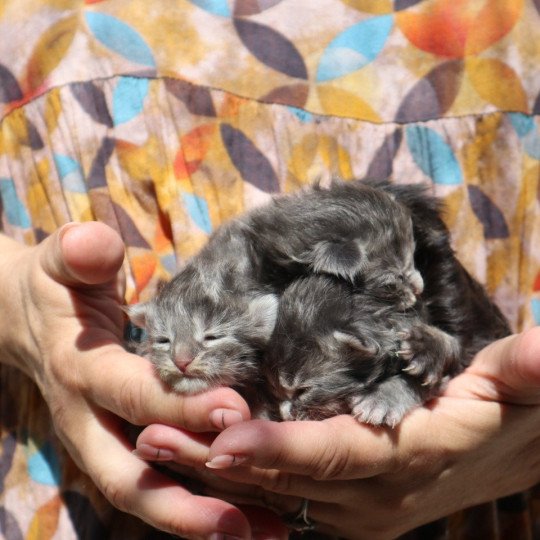 chaton Maine coon Chatons du Lauragais  