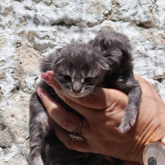 chaton Maine coon Chatons du Lauragais  