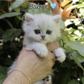 Balzac Du Lauragais Mâle British Longhair