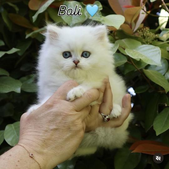 Bali Du Lauragais Mâle British Longhair