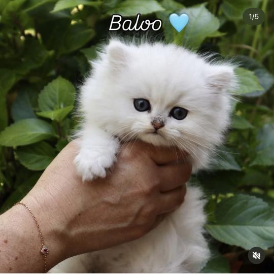 Baloo Du Lauragais Mâle British Longhair