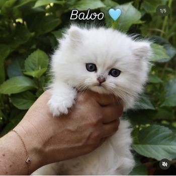 Baloo Du Lauragais Mâle British Longhair