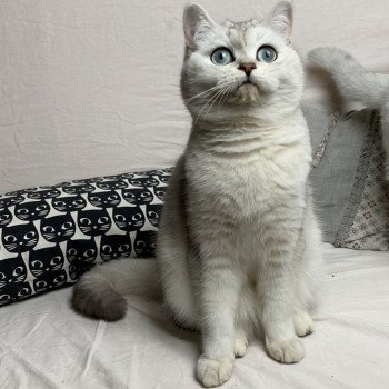 Romy Du Lauragais Femelle British Shorthair