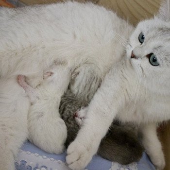 Angélo Du Lauragais Mâle British Shorthair