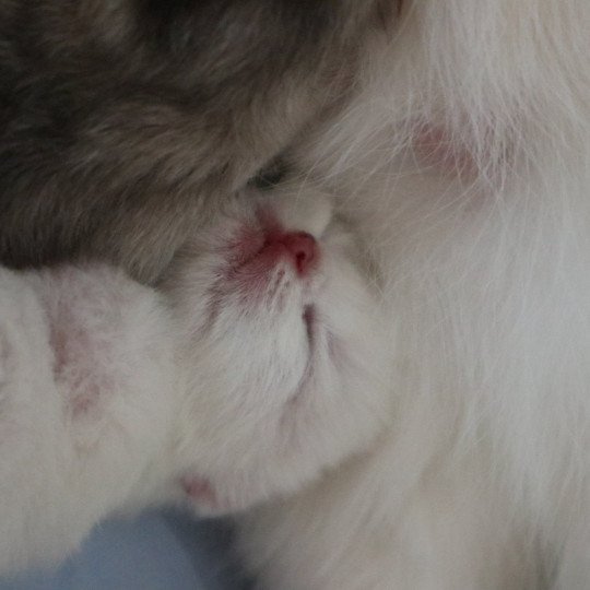 chaton British Shorthair Angélo Chatons du Lauragais  