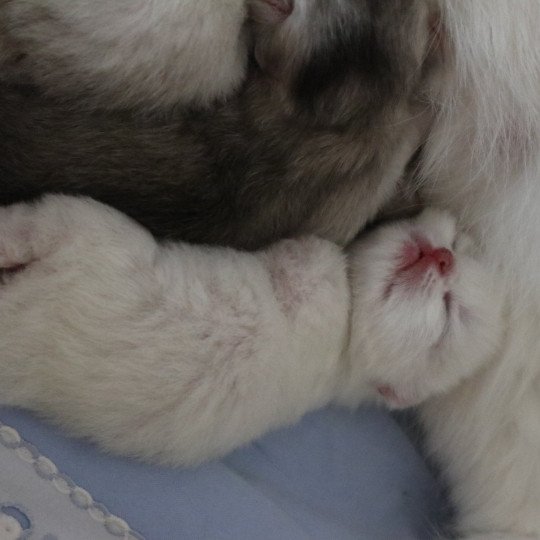chaton British Shorthair Angélo Chatons du Lauragais  
