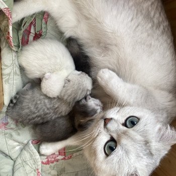 Aimée Du Lauragais Femelle British Shorthair