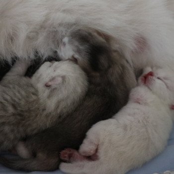 Altesse Du Lauragais Femelle British Shorthair