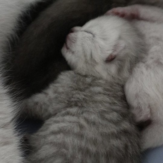 chaton British Longhair black silver shaded Ange Chatons du Lauragais black silver shaded