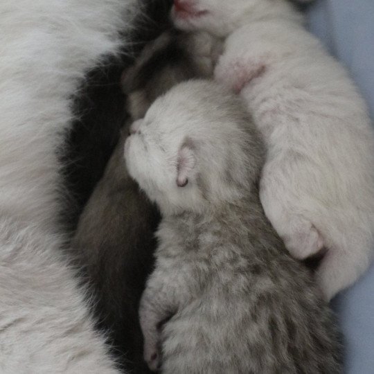 chaton British Longhair black silver shaded Ange Chatons du Lauragais black silver shaded