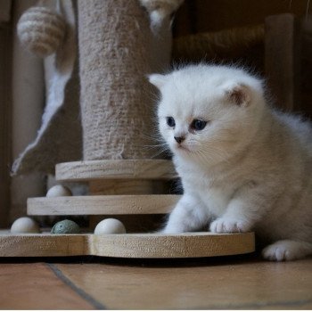 Asmar Du Lauragais Mâle British Shorthair