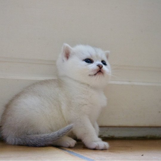 Azur Du Lauragais Mâle British Shorthair