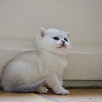 Azur Du Lauragais Mâle British Shorthair