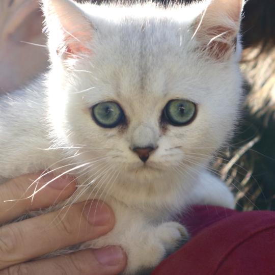 Birdy du Lauragais Du Lauragais Femelle British Shorthair