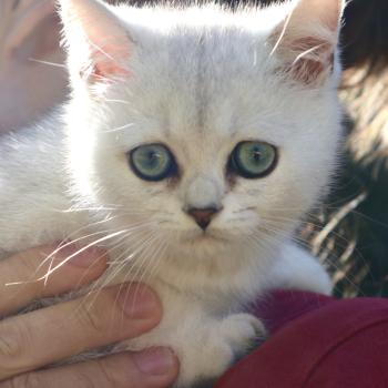 Birdy du Lauragais Du Lauragais Femelle British Shorthair