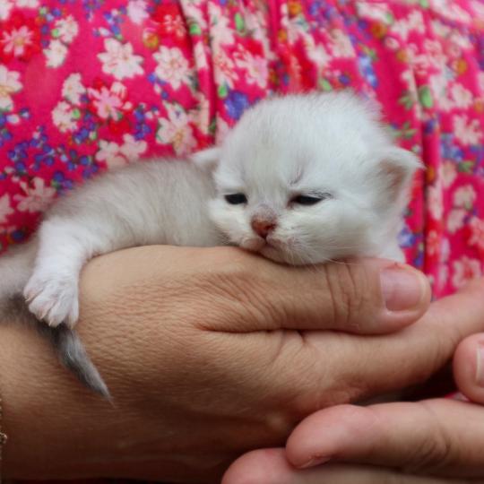 chaton British Shorthair seal shaded point Bubble Chatons du Lauragais seal shaded point
